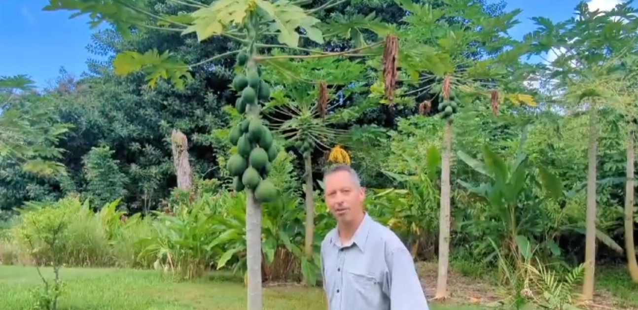 Help support Maui farmers